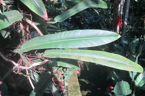 Philodendron burle-marxii